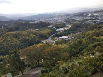 360x270みかん659