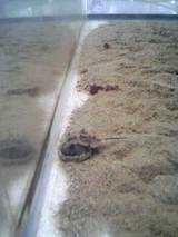 カブトガニ