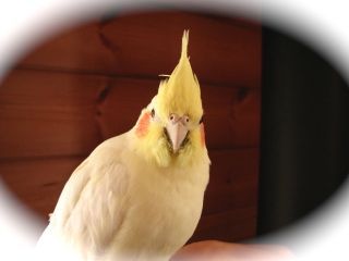 IMG_0554