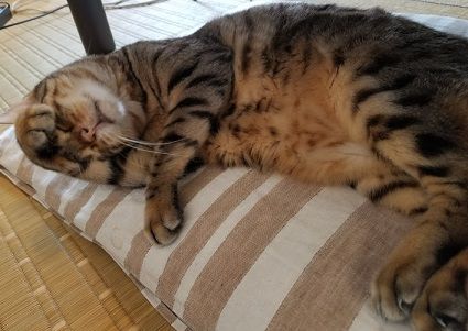 じょじょ