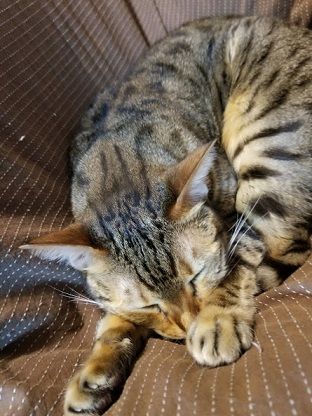 じょじょ1