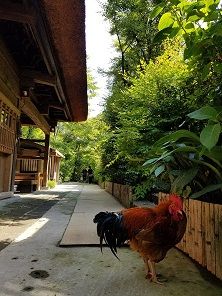 実は2匹