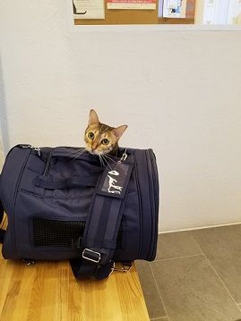 通院バッグ
