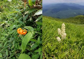 高山植物