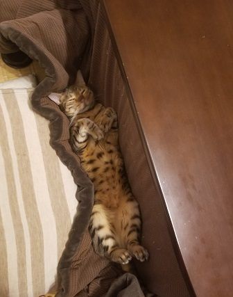 元気