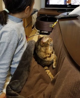 ひざねこ