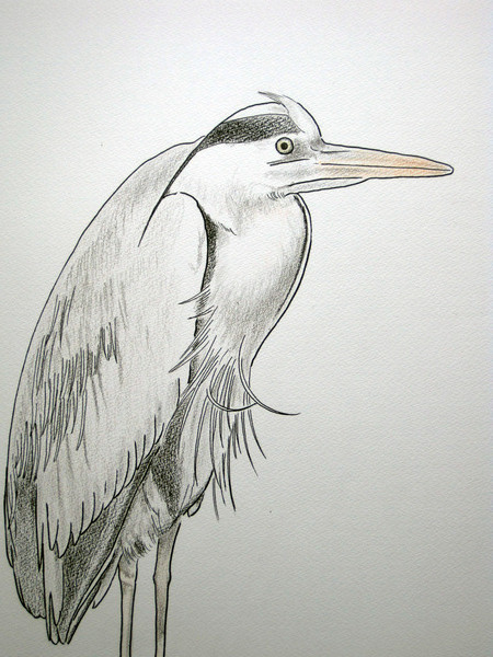 アオサギ油彩画 アオサギ」原画作品 – HERALBONY