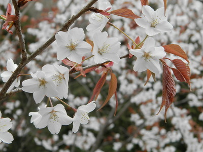 P3310999