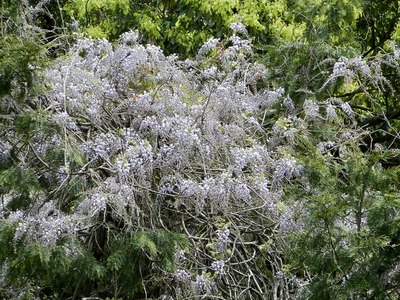 P4291393
