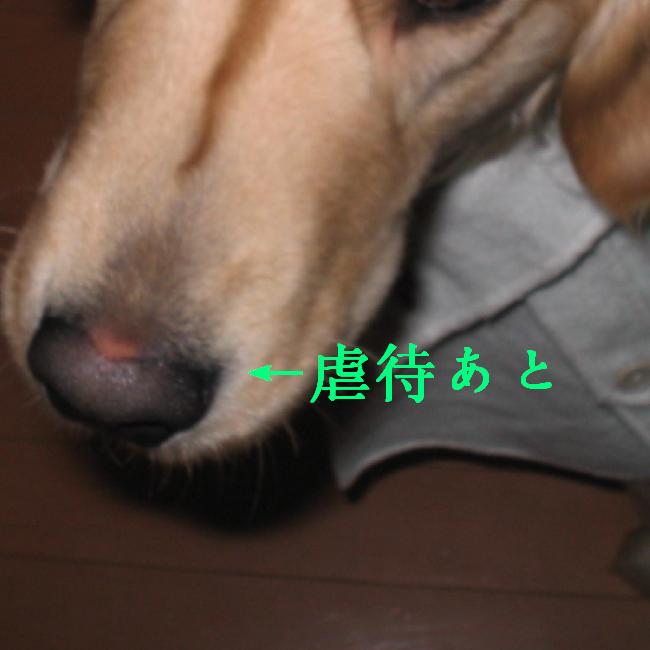 こげんたちゃん事件 まりんのゆうたろ