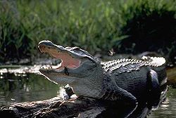 250px-Alligator