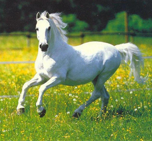 my-white-horse