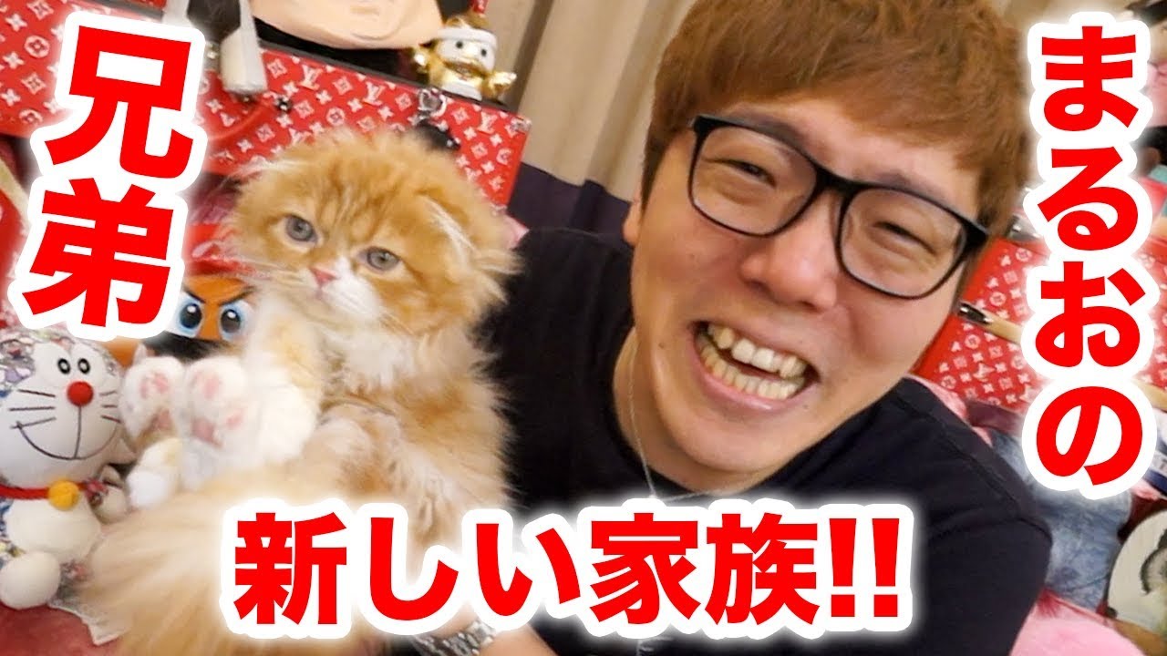 ヒカキン】【ご報告】まるおの兄弟が家族になりました！まるおと初対面！【２匹目の猫】 : Youtuberコメ速報