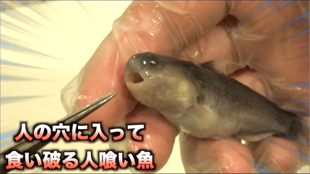 トミック 尿道を食い破る人喰い魚 カンディルの恐ろしさがわかる動画 Youtuberコメ速報