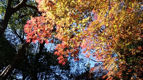 IMG_20161129_140241