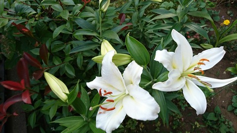 庭の花たちです。今日19日から6月議会が始まりました。