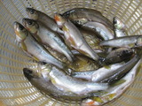 魚