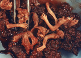 4263b9fc.jpg