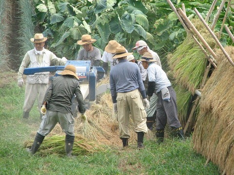 稲刈り17日s-IMG_0453