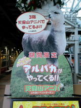 あるぱかくん