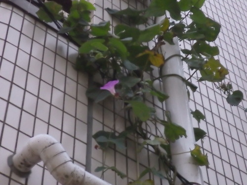 IMGP8459