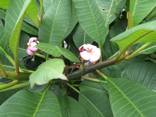 IMGP6169