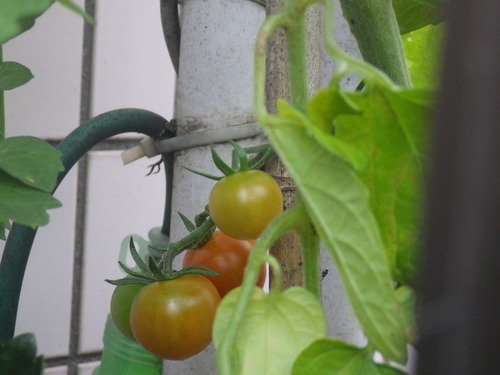IMGP0342