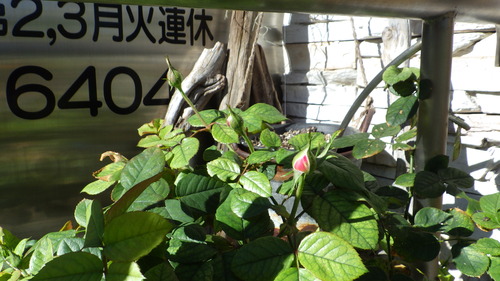 RIMG0826