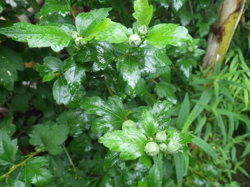 IMGP0389