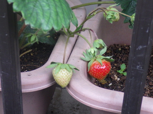IMGP0341