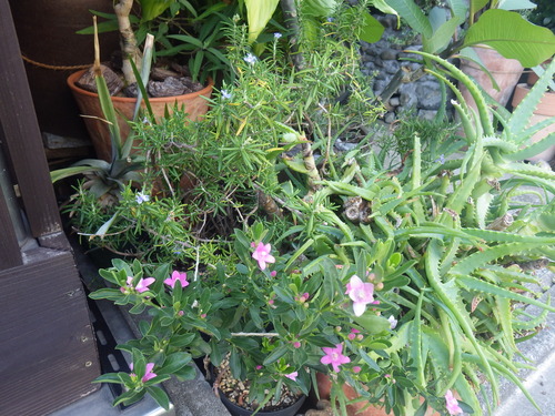 IMGP6159