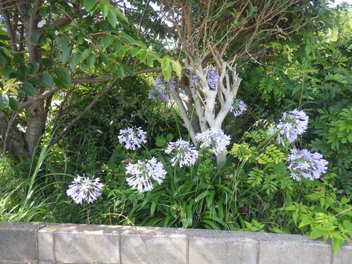 IMGP0384