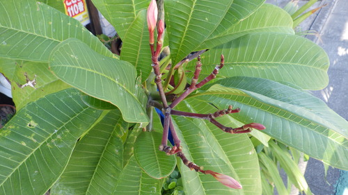 RIMG0569