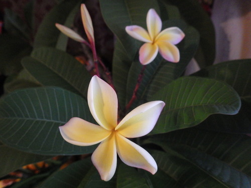 IMGP2960