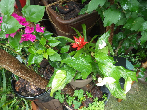 IMGP0388