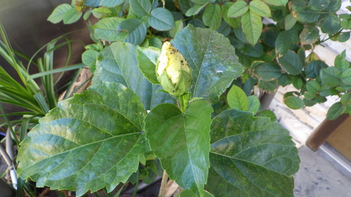 RIMG0570