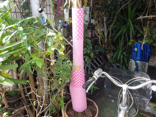 IMGP2970