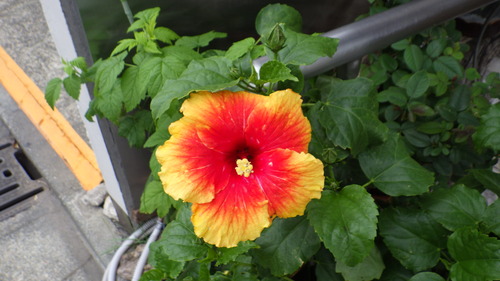 RIMG0011