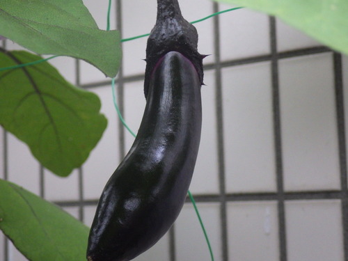 IMGP0343