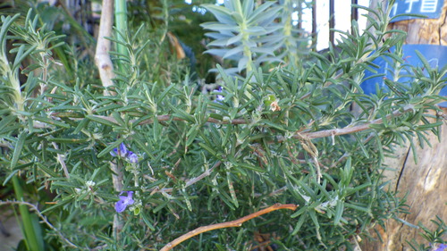 RIMG0572