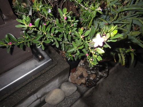 IMGP6151