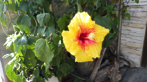 RIMG0877