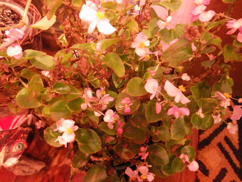 IMGP8456