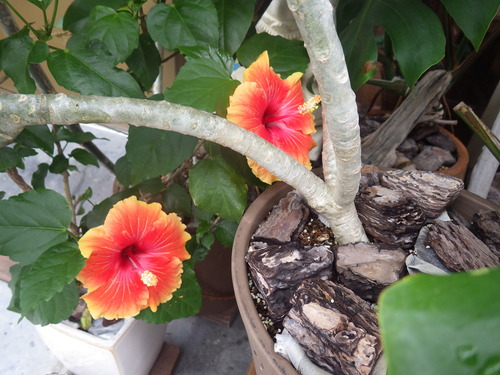 IMGP0344