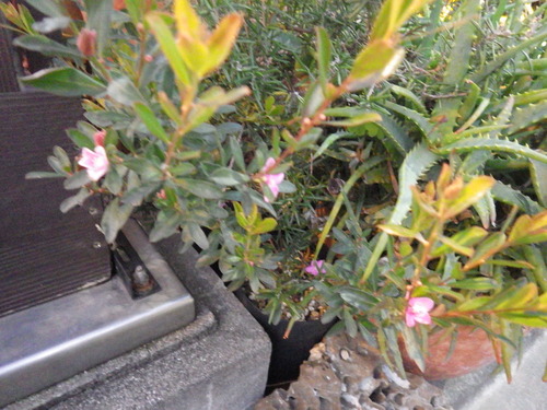 IMGP8458