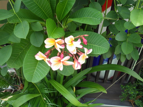 IMGP1119