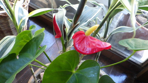 RIMG0567