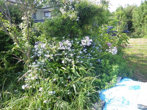 IMGP0385