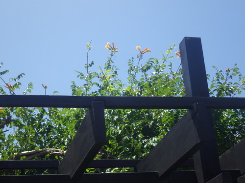 IMGP1199