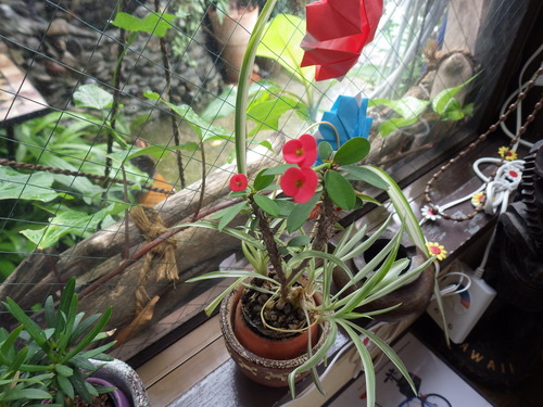 IMGP5271